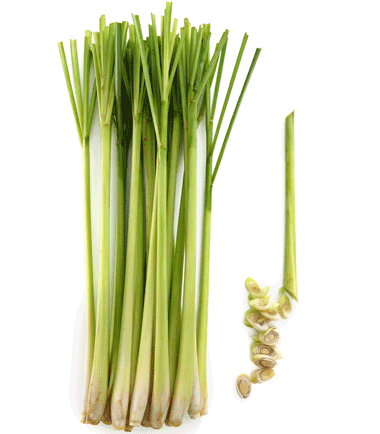 Lemongrass-380-x434px