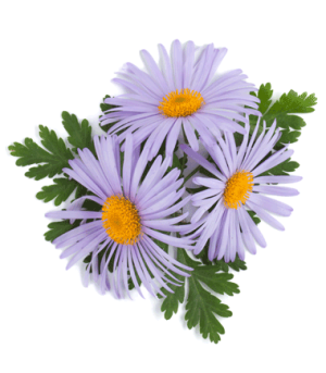 Reed Diffuser Calming 100ml.