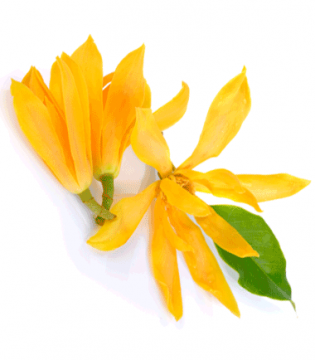 Reed Diffuser Champaca 100ml.